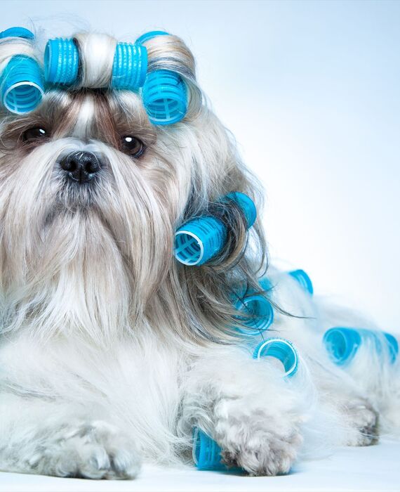 ペットサロン27