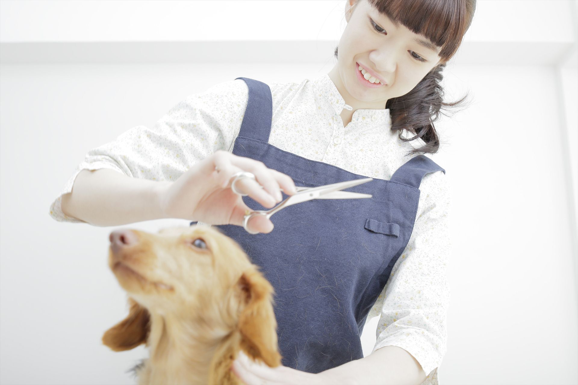 ベテランのトリマー