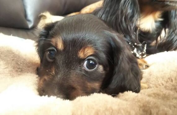 町田でミニチュアダックスのブリーディングならPURA VIDAまで