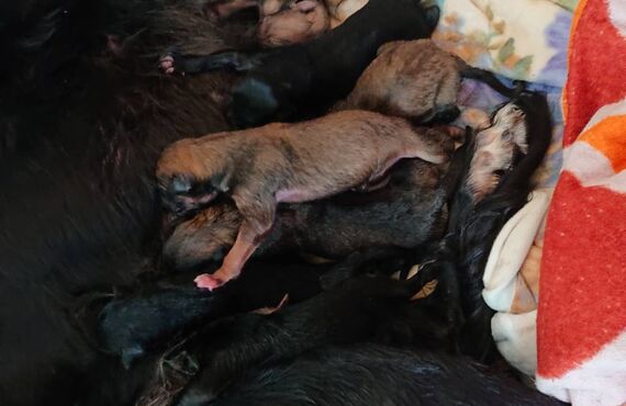 ボルゾイの子犬が産まれました！町田のブリーダーならプーラビータ